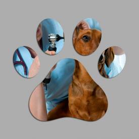 Espelho Decorativo Pata De Cachorro