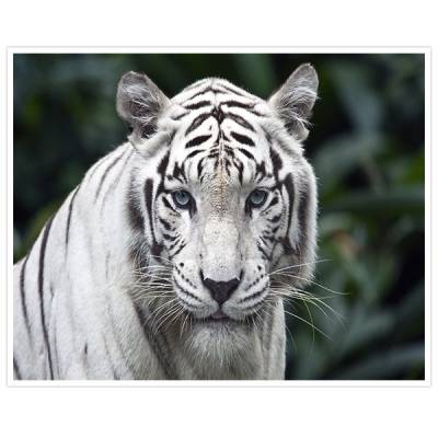 Painel Adesivo Para Parede Tigre Branco